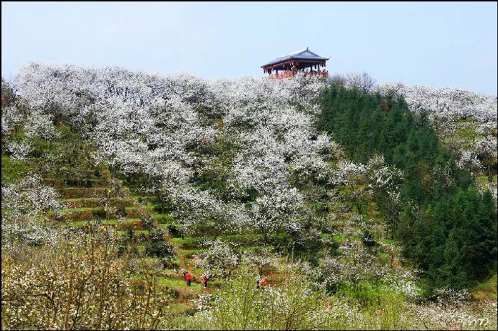 【春天，广西桂林灌阳县向您发出邀请！】我们在灌阳看梨花 - 游山玩水 - 张北生活社区 - 张北28生活网 zhangbei.28life.net
