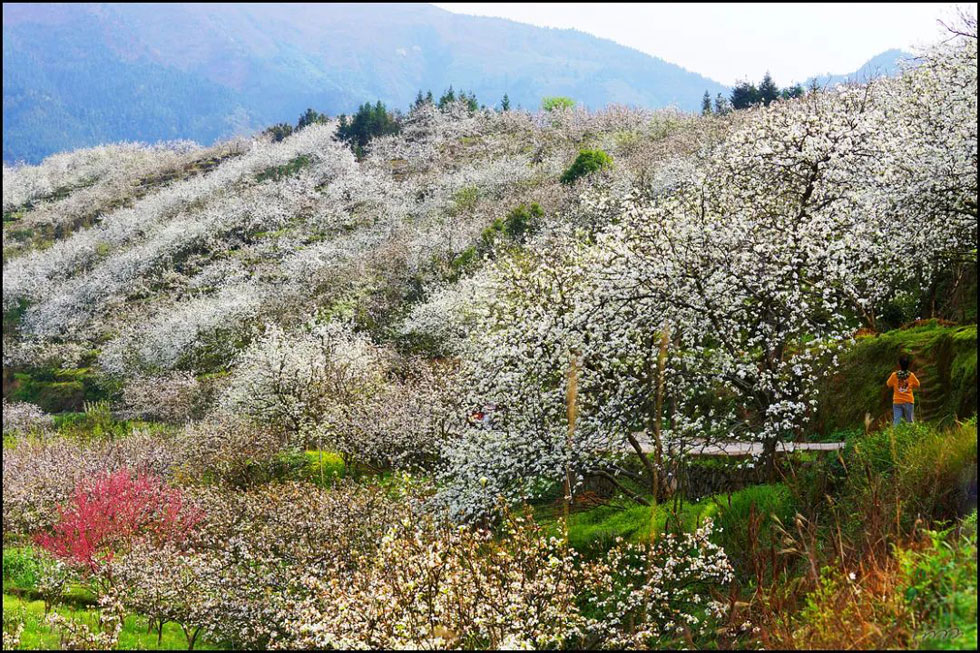【春天，广西桂林灌阳县向您发出邀请！】我们在灌阳看梨花 - 游山玩水 - 张北生活社区 - 张北28生活网 zhangbei.28life.net