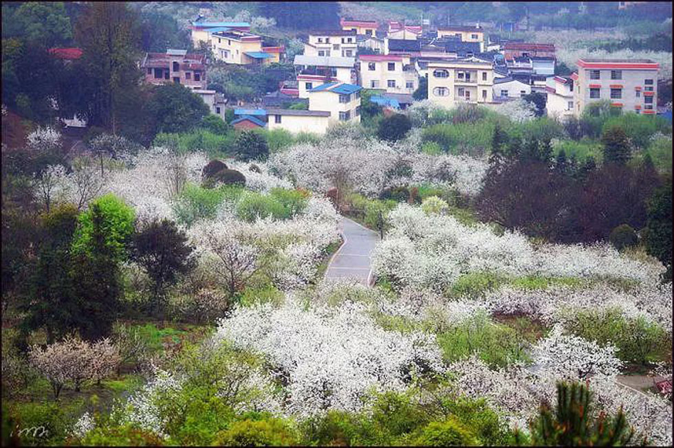 【春天，广西桂林灌阳县向您发出邀请！】我们在灌阳看梨花 - 游山玩水 - 张北生活社区 - 张北28生活网 zhangbei.28life.net