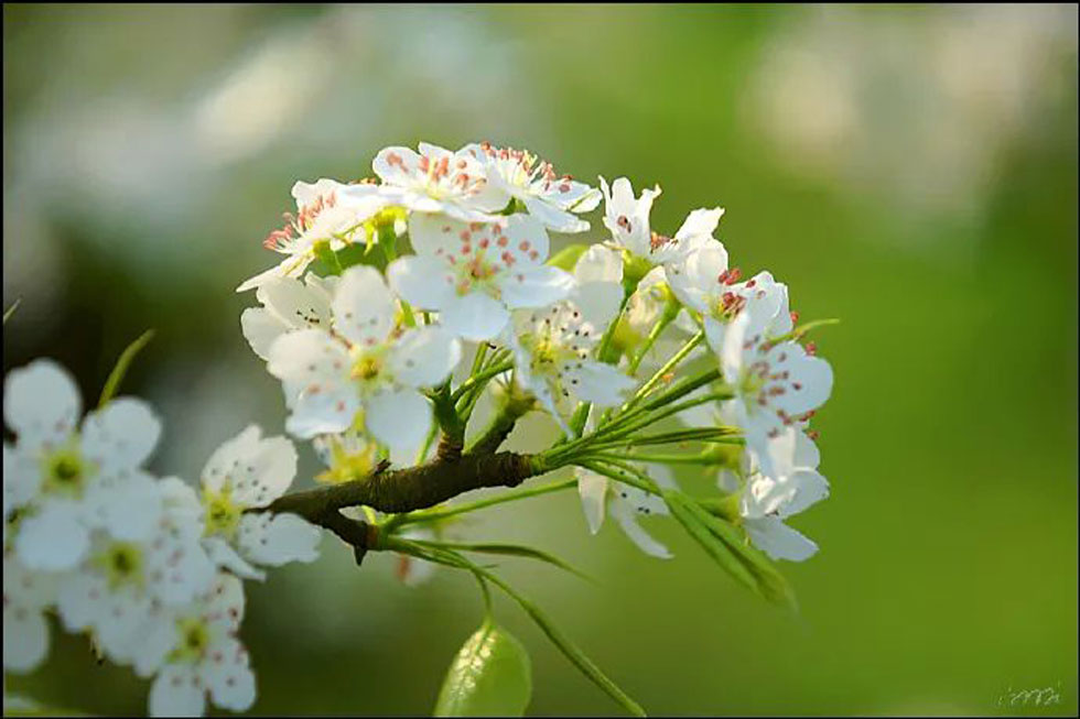 【春天，广西桂林灌阳县向您发出邀请！】我们在灌阳看梨花 - 游山玩水 - 张北生活社区 - 张北28生活网 zhangbei.28life.net