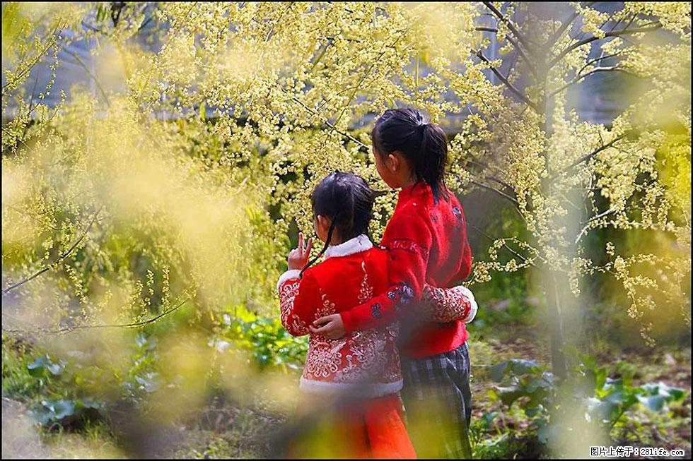 【春天，广西桂林灌阳县向您发出邀请！】米珠山前有片山苍子花在飘香 - 游山玩水 - 张北生活社区 - 张北28生活网 zhangbei.28life.net
