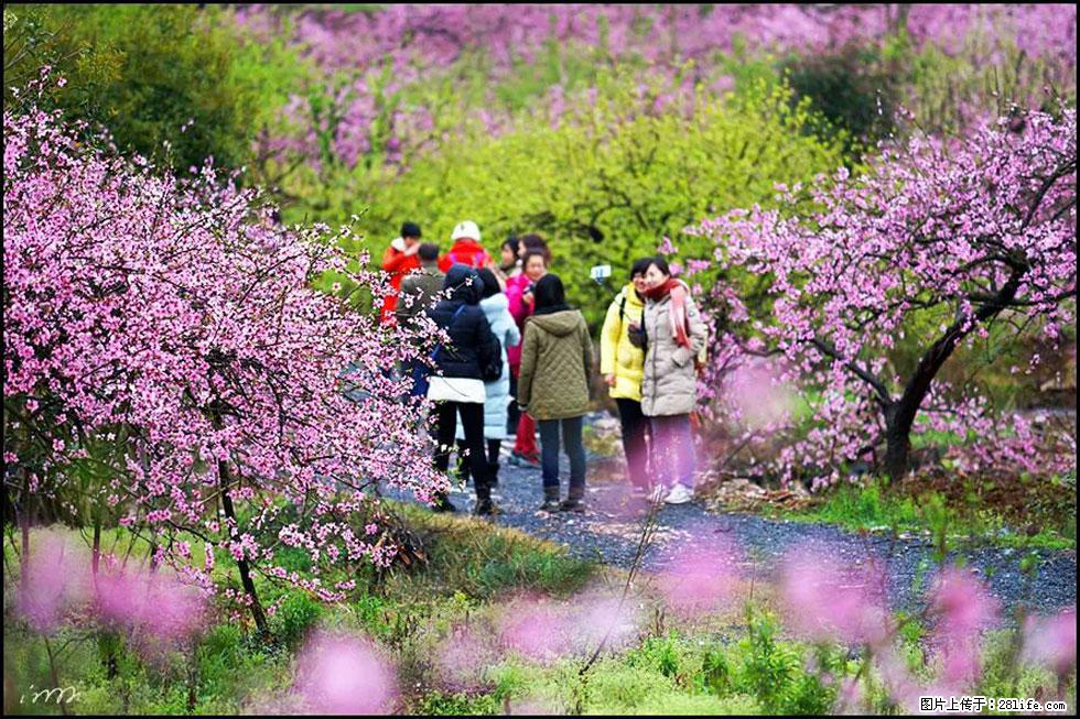 【春天，广西桂林灌阳县向您发出邀请！】官庄村有个醉美的桃花园 - 游山玩水 - 张北生活社区 - 张北28生活网 zhangbei.28life.net