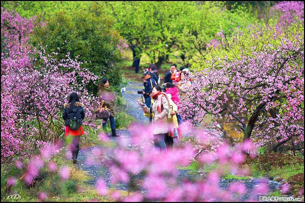 【春天，广西桂林灌阳县向您发出邀请！】官庄村有个醉美的桃花园 - 游山玩水 - 张北生活社区 - 张北28生活网 zhangbei.28life.net