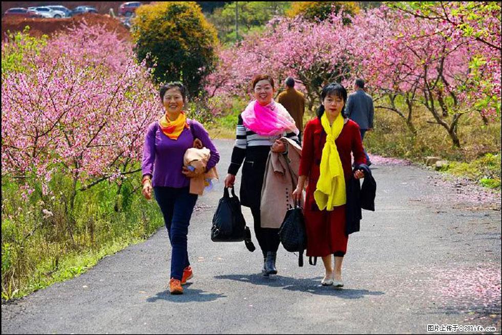 【春天，广西桂林灌阳县向您发出邀请！】官庄村有个醉美的桃花园 - 游山玩水 - 张北生活社区 - 张北28生活网 zhangbei.28life.net