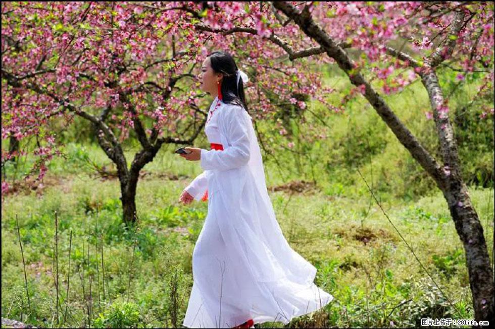 【春天，广西桂林灌阳县向您发出邀请！】官庄村有个醉美的桃花园 - 游山玩水 - 张北生活社区 - 张北28生活网 zhangbei.28life.net