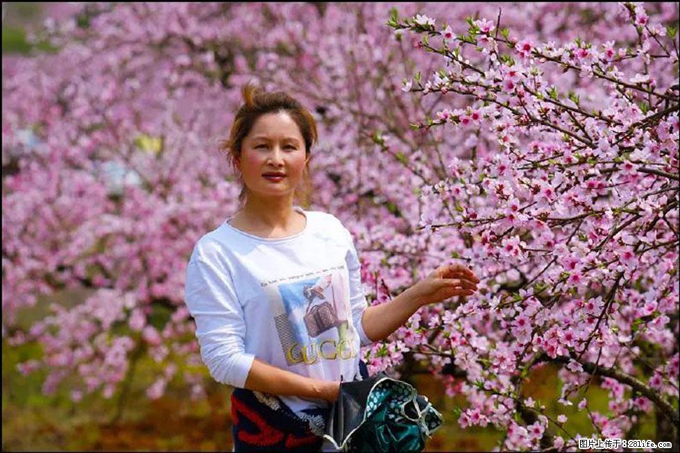 【春天，广西桂林灌阳县向您发出邀请！】官庄村有个醉美的桃花园 - 游山玩水 - 张北生活社区 - 张北28生活网 zhangbei.28life.net