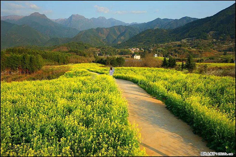 【春天，广西桂林灌阳县向您发出邀请！】长坪村油菜盛情花开 - 游山玩水 - 张北生活社区 - 张北28生活网 zhangbei.28life.net