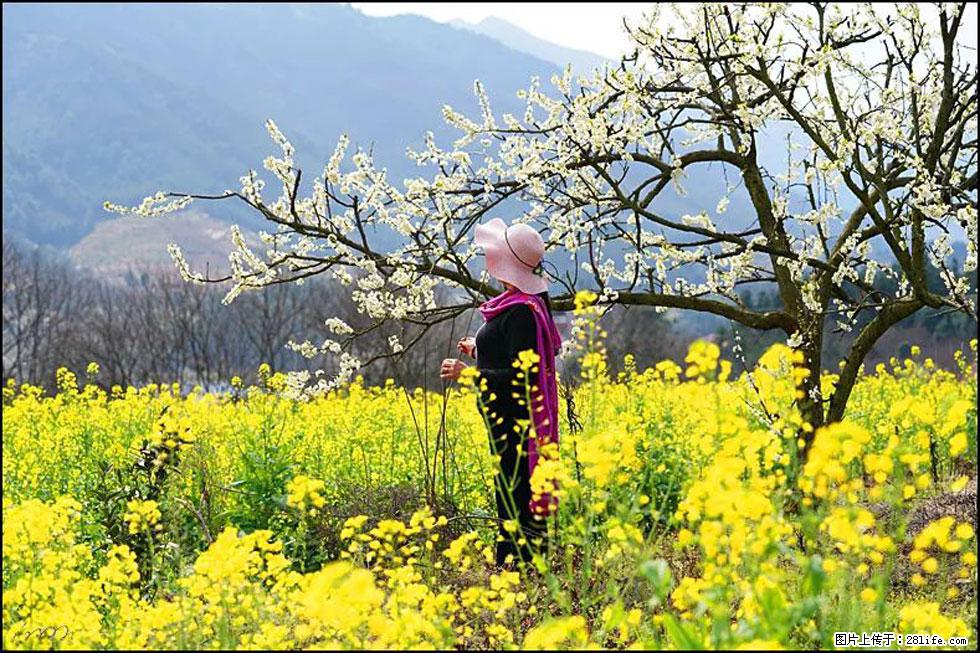 【春天，广西桂林灌阳县向您发出邀请！】长坪村油菜盛情花开 - 游山玩水 - 张北生活社区 - 张北28生活网 zhangbei.28life.net
