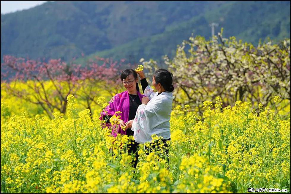 【春天，广西桂林灌阳县向您发出邀请！】长坪村油菜盛情花开 - 游山玩水 - 张北生活社区 - 张北28生活网 zhangbei.28life.net