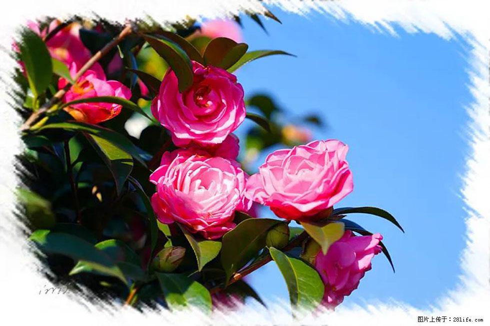 【春天，广西桂林灌阳县向您发出邀请！】杨柳井茶花惹人爱 - 游山玩水 - 张北生活社区 - 张北28生活网 zhangbei.28life.net