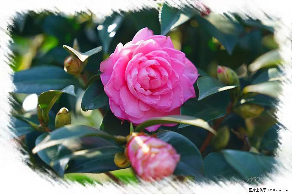 【春天，广西桂林灌阳县向您发出邀请！】杨柳井茶花惹人爱 - 游山玩水 - 张北生活社区 - 张北28生活网 zhangbei.28life.net