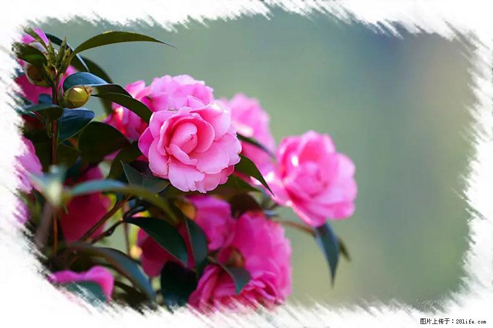 【春天，广西桂林灌阳县向您发出邀请！】杨柳井茶花惹人爱 - 游山玩水 - 张北生活社区 - 张北28生活网 zhangbei.28life.net