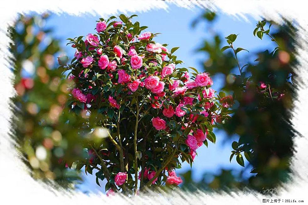 【春天，广西桂林灌阳县向您发出邀请！】杨柳井茶花惹人爱 - 游山玩水 - 张北生活社区 - 张北28生活网 zhangbei.28life.net