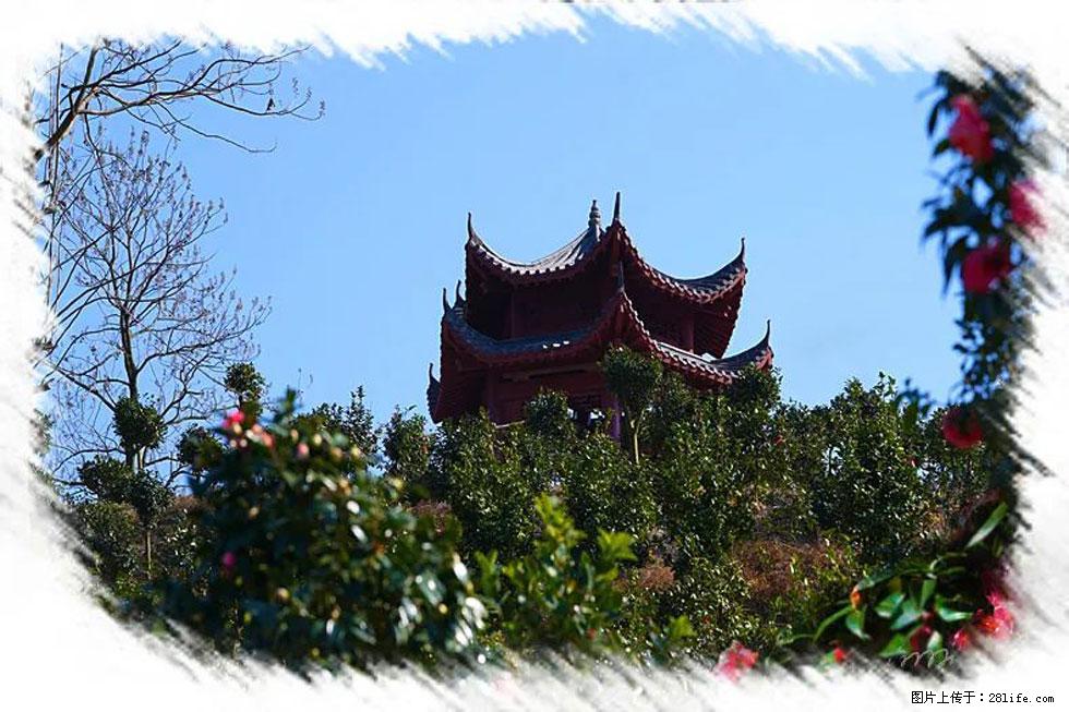 【春天，广西桂林灌阳县向您发出邀请！】杨柳井茶花惹人爱 - 游山玩水 - 张北生活社区 - 张北28生活网 zhangbei.28life.net