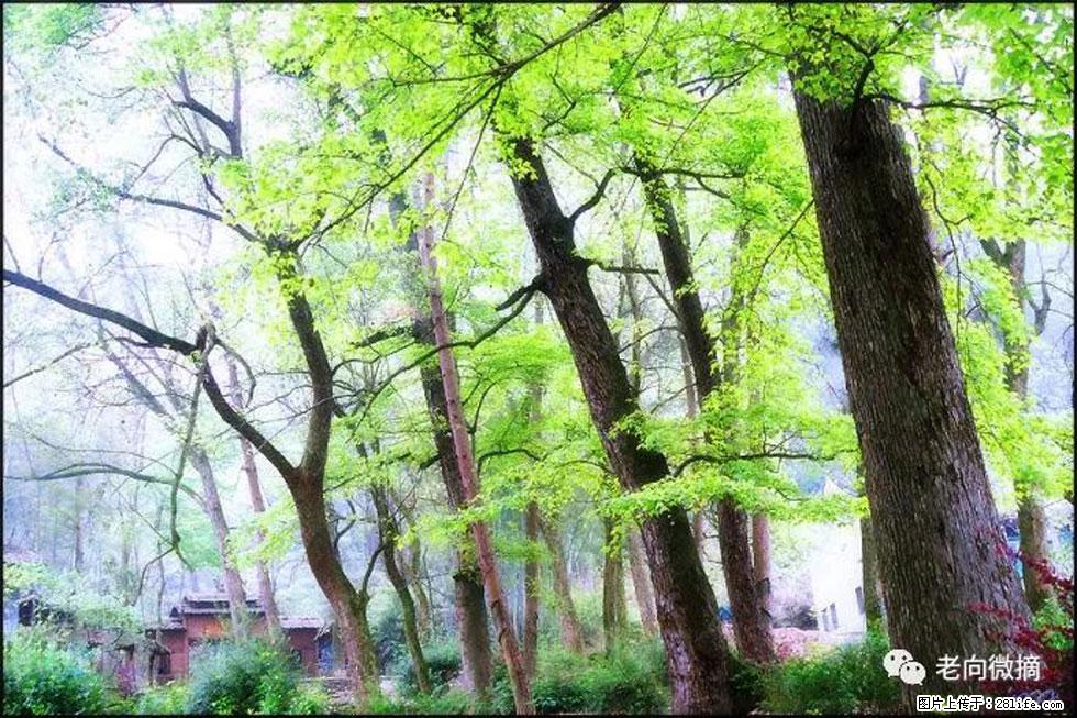【春天，广西桂林灌阳县向您发出邀请！】在小龙村与春天约会 - 游山玩水 - 张北生活社区 - 张北28生活网 zhangbei.28life.net