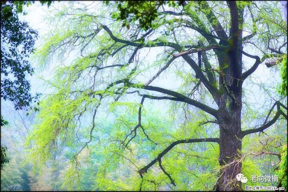 【春天，广西桂林灌阳县向您发出邀请！】在小龙村与春天约会 - 游山玩水 - 张北生活社区 - 张北28生活网 zhangbei.28life.net