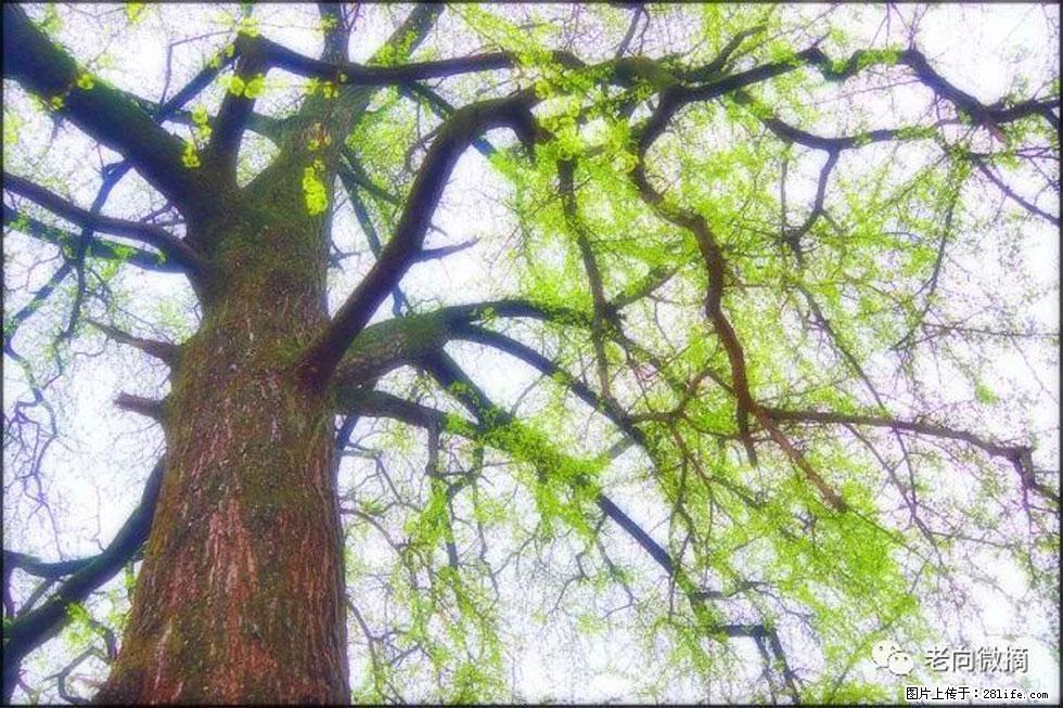 【春天，广西桂林灌阳县向您发出邀请！】在小龙村与春天约会 - 游山玩水 - 张北生活社区 - 张北28生活网 zhangbei.28life.net