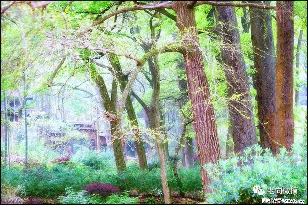 【春天，广西桂林灌阳县向您发出邀请！】在小龙村与春天约会 - 游山玩水 - 张北生活社区 - 张北28生活网 zhangbei.28life.net