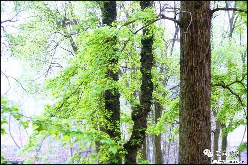 【春天，广西桂林灌阳县向您发出邀请！】在小龙村与春天约会 - 游山玩水 - 张北生活社区 - 张北28生活网 zhangbei.28life.net