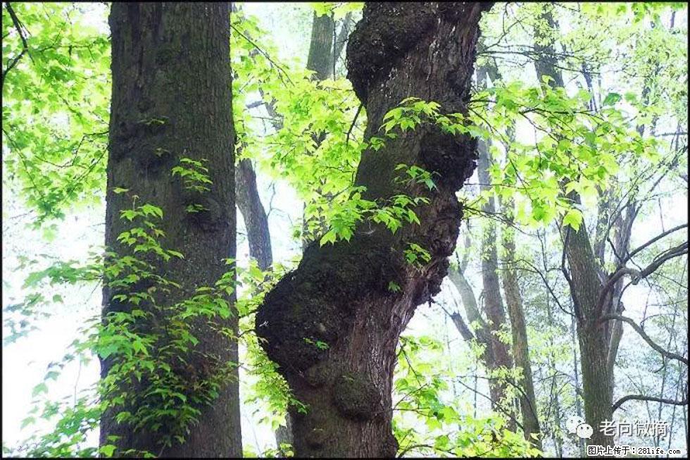 【春天，广西桂林灌阳县向您发出邀请！】在小龙村与春天约会 - 游山玩水 - 张北生活社区 - 张北28生活网 zhangbei.28life.net