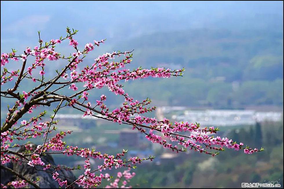 【春天,广西桂林灌阳县向您发出邀请!】望月岭上桃花开 - 游山玩水 - 张北生活社区 - 张北28生活网 zhangbei.28life.net