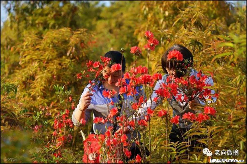 【春天,广西桂林灌阳县向您发出邀请!】登麒麟山,相约映山红 - 游山玩水 - 张北生活社区 - 张北28生活网 zhangbei.28life.net