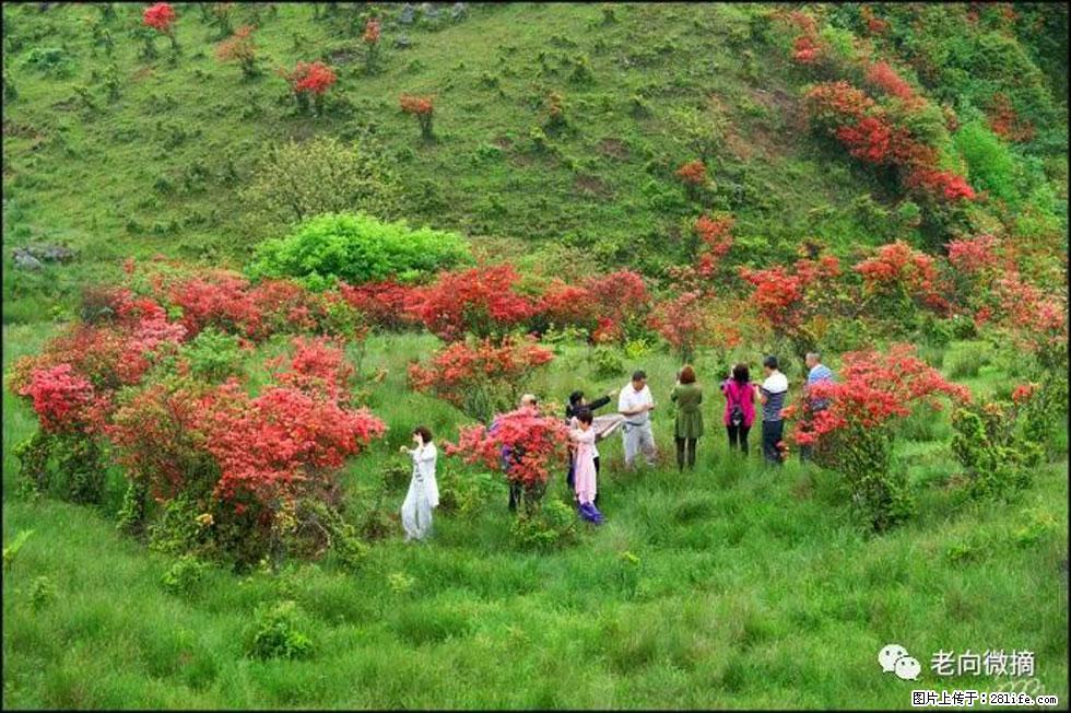 【春天,广西桂林灌阳县向您发出邀请!】宝盖山上映山红 - 游山玩水 - 张北生活社区 - 张北28生活网 zhangbei.28life.net