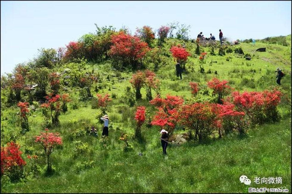 【春天,广西桂林灌阳县向您发出邀请!】宝盖山上映山红 - 游山玩水 - 张北生活社区 - 张北28生活网 zhangbei.28life.net