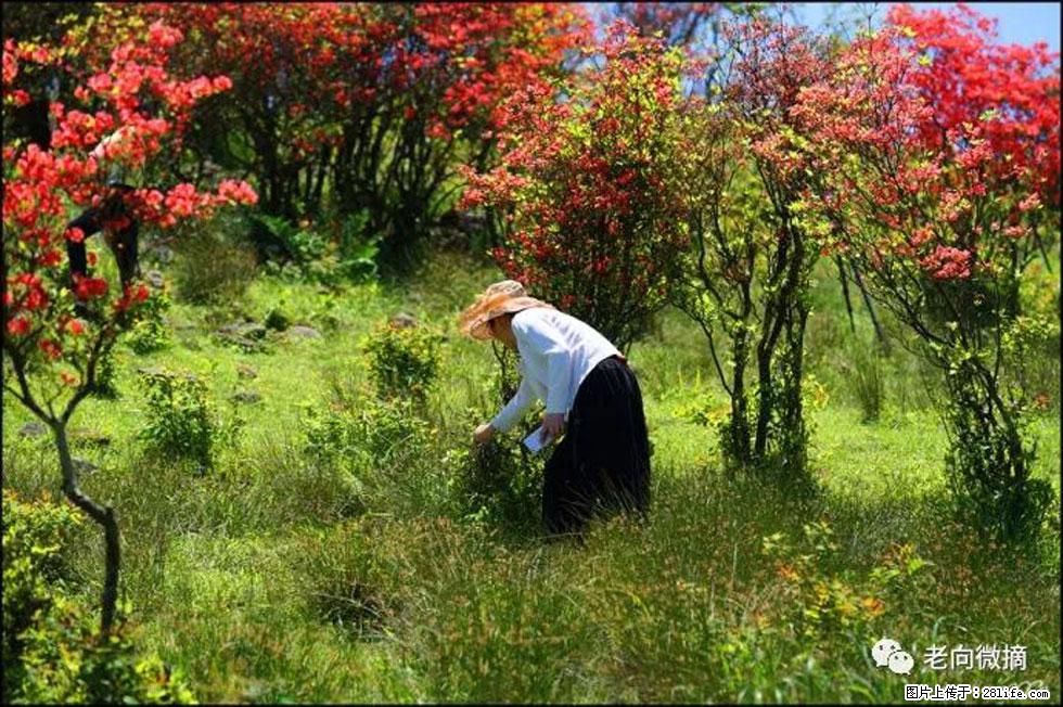 【春天,广西桂林灌阳县向您发出邀请!】宝盖山上映山红 - 游山玩水 - 张北生活社区 - 张北28生活网 zhangbei.28life.net