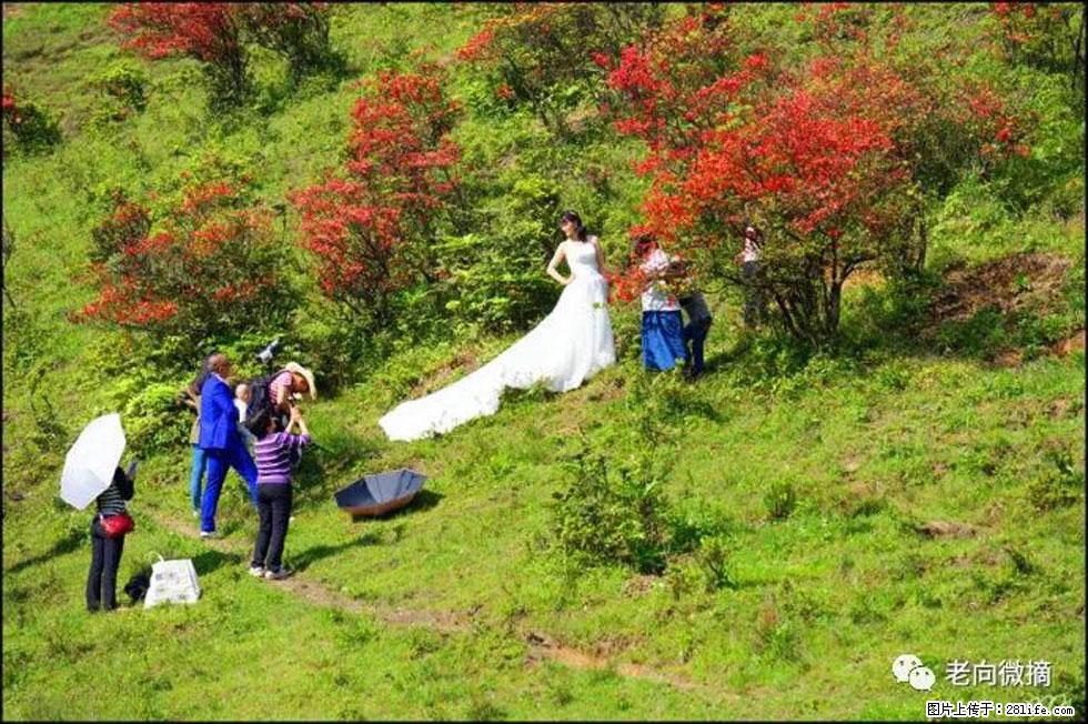 【春天,广西桂林灌阳县向您发出邀请!】宝盖山上映山红 - 游山玩水 - 张北生活社区 - 张北28生活网 zhangbei.28life.net