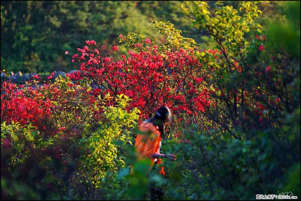 【春天,广西桂林灌阳县向您发出邀请!】春木界上映山红 - 游山玩水 - 张北生活社区 - 张北28生活网 zhangbei.28life.net