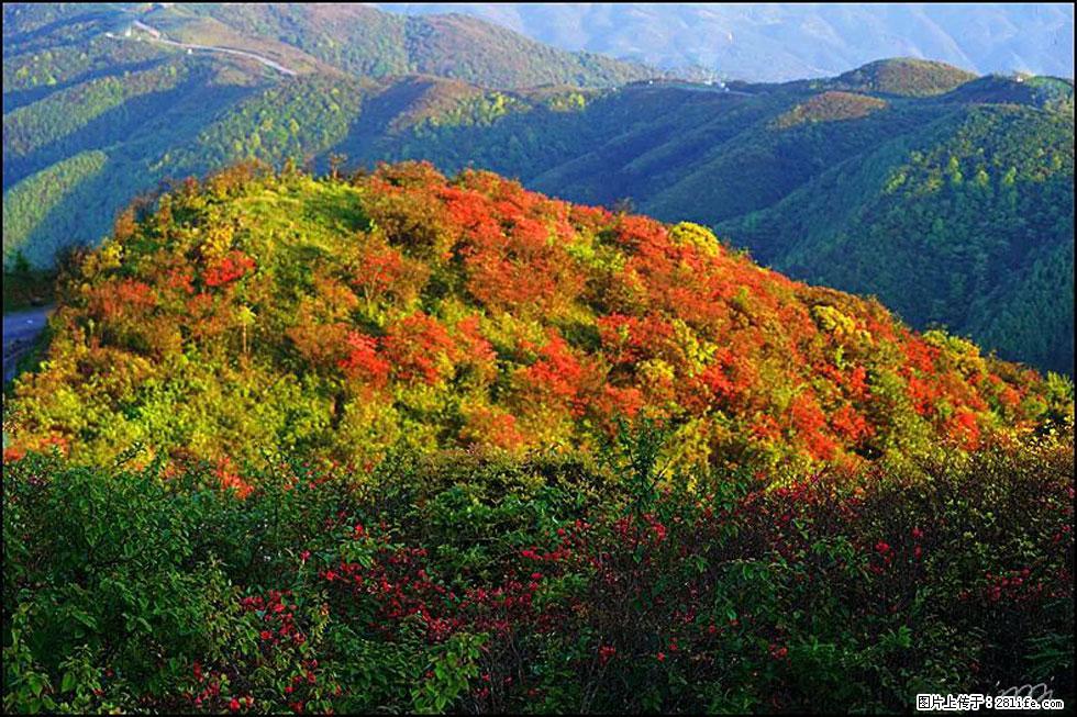 【春天,广西桂林灌阳县向您发出邀请!】春木界上映山红 - 游山玩水 - 张北生活社区 - 张北28生活网 zhangbei.28life.net