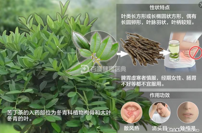 苦丁茶有哪些功效和作用 - 生活百科 - 张北生活社区 - 张北28生活网 zhangbei.28life.net