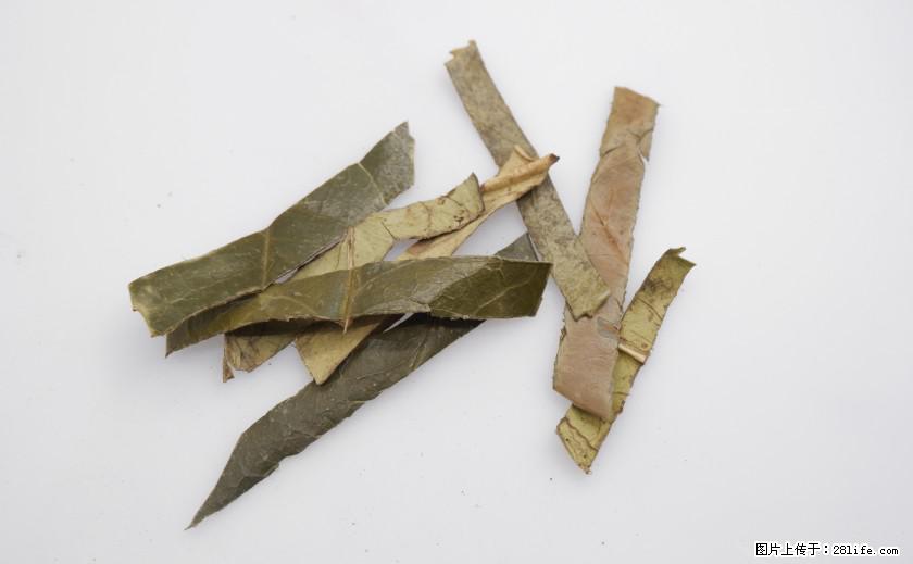 苦丁茶有哪些功效和作用 - 生活百科 - 张北生活社区 - 张北28生活网 zhangbei.28life.net