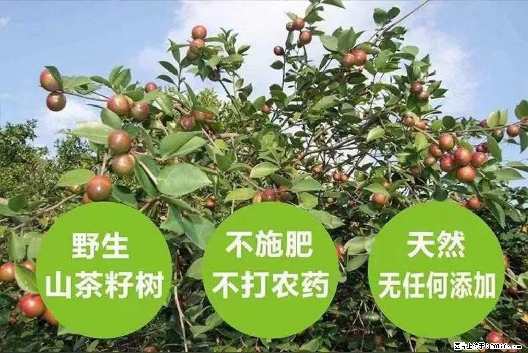 【灌阳县油茶产业示范区】一个有着充实的精神生活的人，对待身外之物自会有一种淡泊的态度 - 美食天地 - 张北生活社区 - 张北28生活网 zhangbei.28life.net