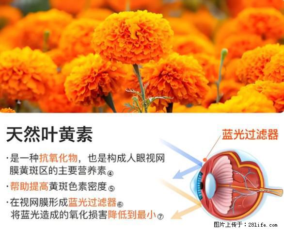 叶黄素有什么功效和作用 - 生活百科 - 张北生活社区 - 张北28生活网 zhangbei.28life.net