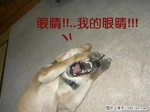 笑癫了！一女的怀孕三年未生，他终于忍不住了... - 娱乐八卦 - 张北生活社区 - 张北28生活网 zhangbei.28life.net