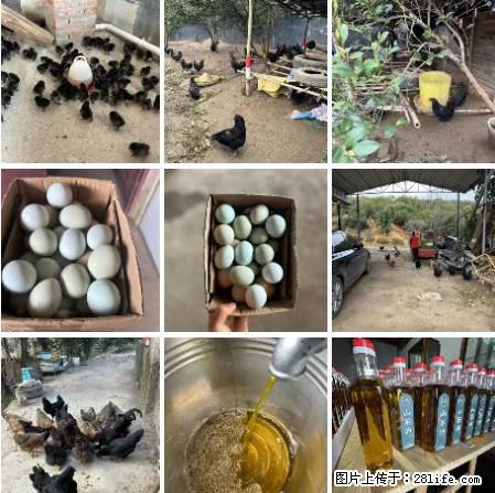 油茶园从小鸡仔开始养起的纯土鸡、土鸡蛋可以预定啦！还有前几天刚榨的纯山茶油哦 - 土特产 - 饮食特产 - 张北分类信息 - 张北28生活网 zhangbei.28life.net