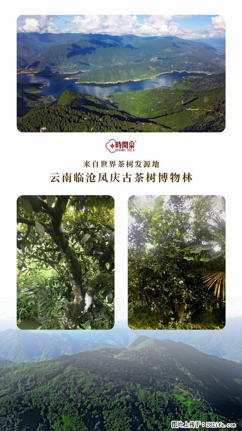 时间果百年古树2025年春红茶 - 购物交流 - 张北生活社区 - 张北28生活网 zhangbei.28life.net