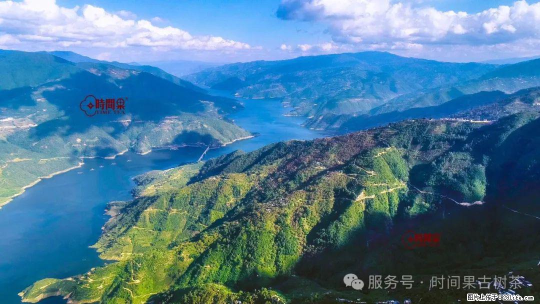 时间果百年古树龙珠普洱生茶 - 购物交流 - 张北生活社区 - 张北28生活网 zhangbei.28life.net