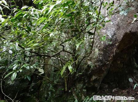平乐石崖茶，珍贵仅次于金花茶 - 张北生活资讯 - 张北28生活网 zhangbei.28life.net