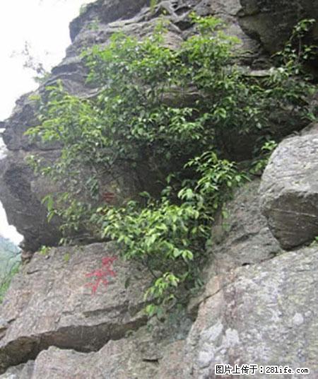 平乐石崖茶，珍贵仅次于金花茶 - 张北生活资讯 - 张北28生活网 zhangbei.28life.net
