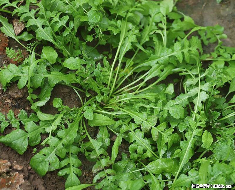这些蔬菜是“天然钙片”，这6种被医生重点推荐 - 张北生活资讯 - 张北28生活网 zhangbei.28life.net