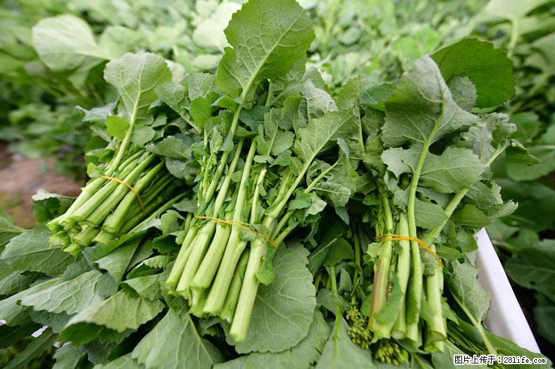 这些蔬菜是“天然钙片”，这6种被医生重点推荐 - 张北生活资讯 - 张北28生活网 zhangbei.28life.net